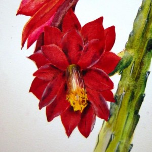 sur papier, Fleurs de cactus, Muriel